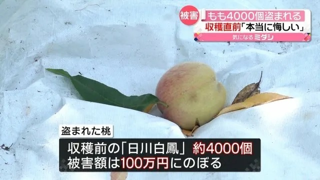 山梨県で盗まれた桃が…